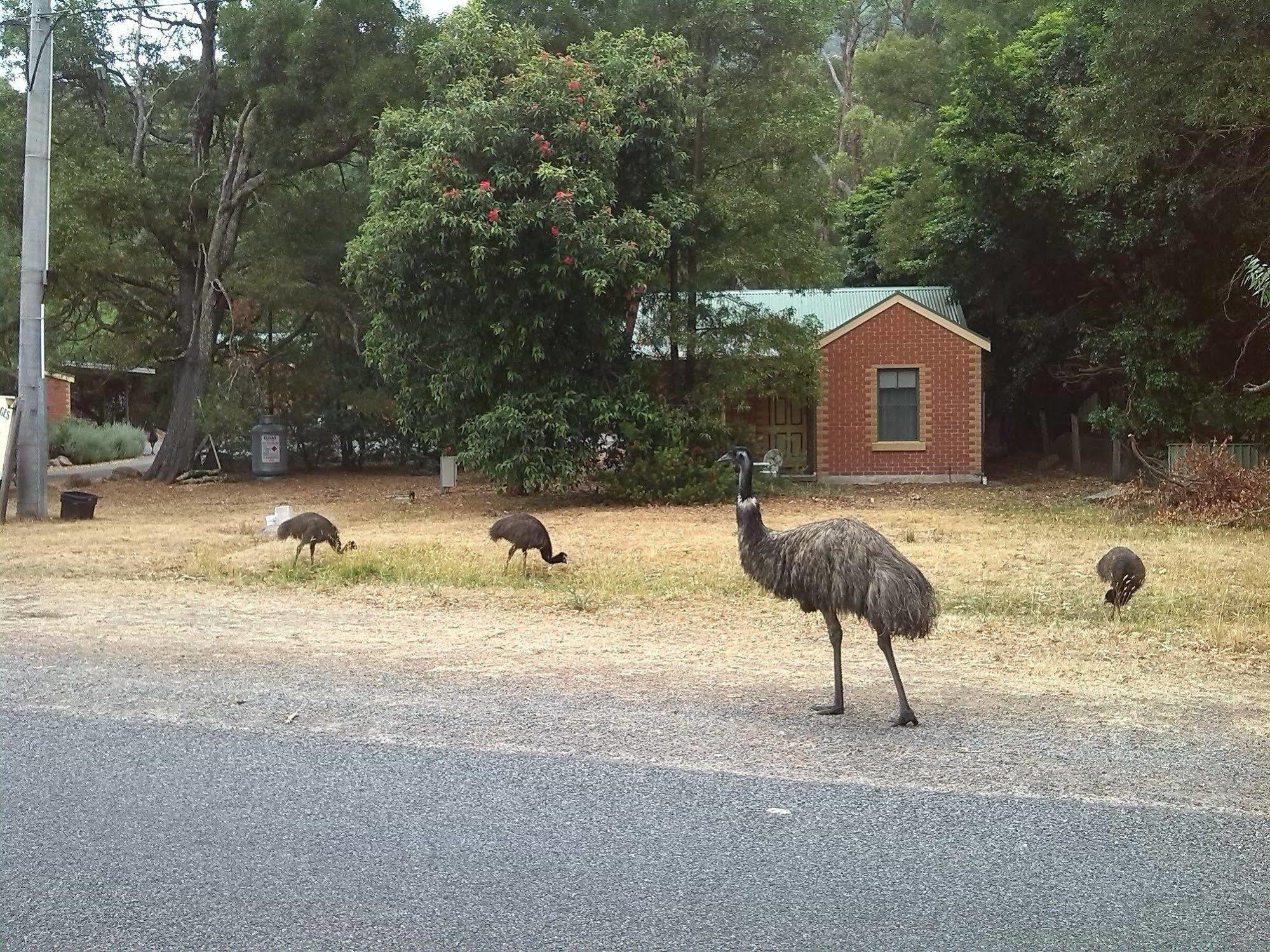 Heatherlie Cottages Halls Gap Exterior foto